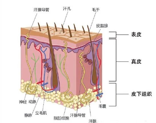 洗完头后 自然风干好 还是吹干好 大部分人都做错了  第3张