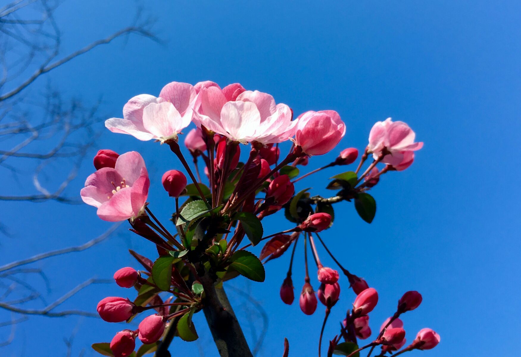 神仙道一枝花 神奇花神秘来历，一朵花改变命运  第2张