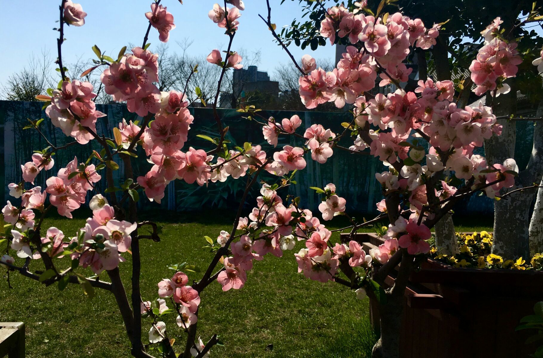 神仙道一枝花 神奇花神秘来历，一朵花改变命运  第6张