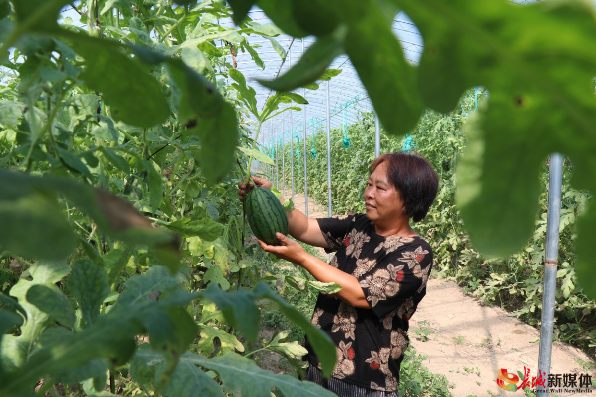 qq农场种植技巧大揭秘！哪些作物经验最高？