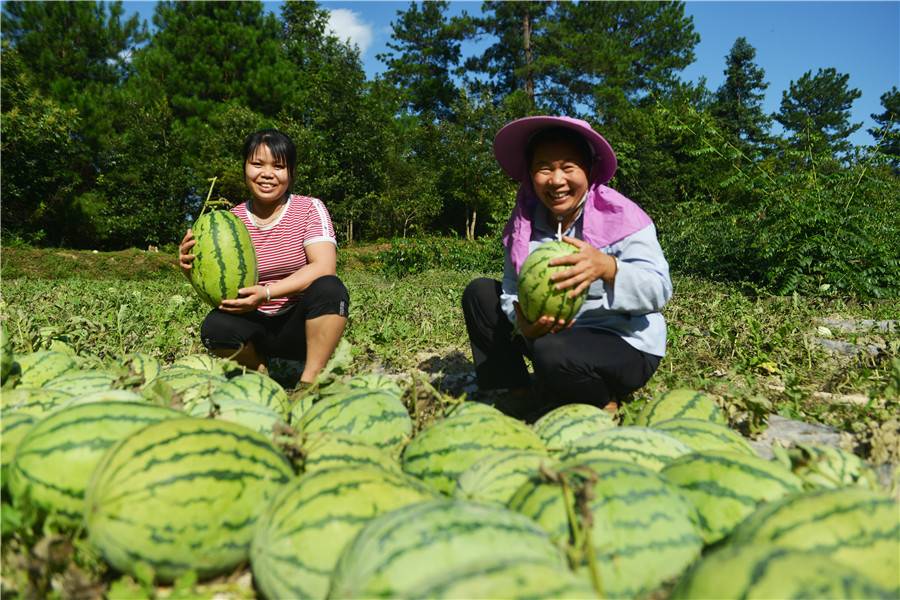 qq农场种植技巧大揭秘！哪些作物经验最高？  第2张