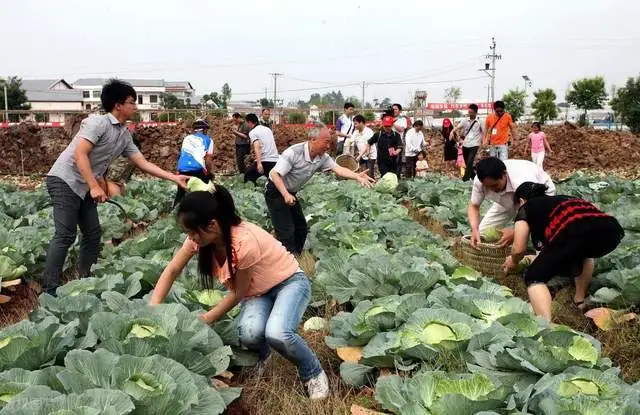 偷菜大作战：如何选择合适的菜园和掌握技巧与策略？  第3张