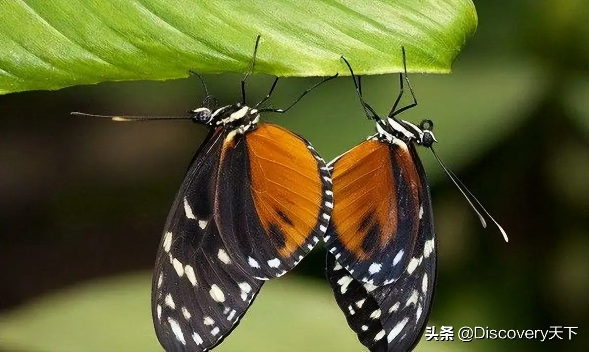 流行蝴蝶剑攻略大揭秘！资深玩家亲授战胜敌人的经验  第5张