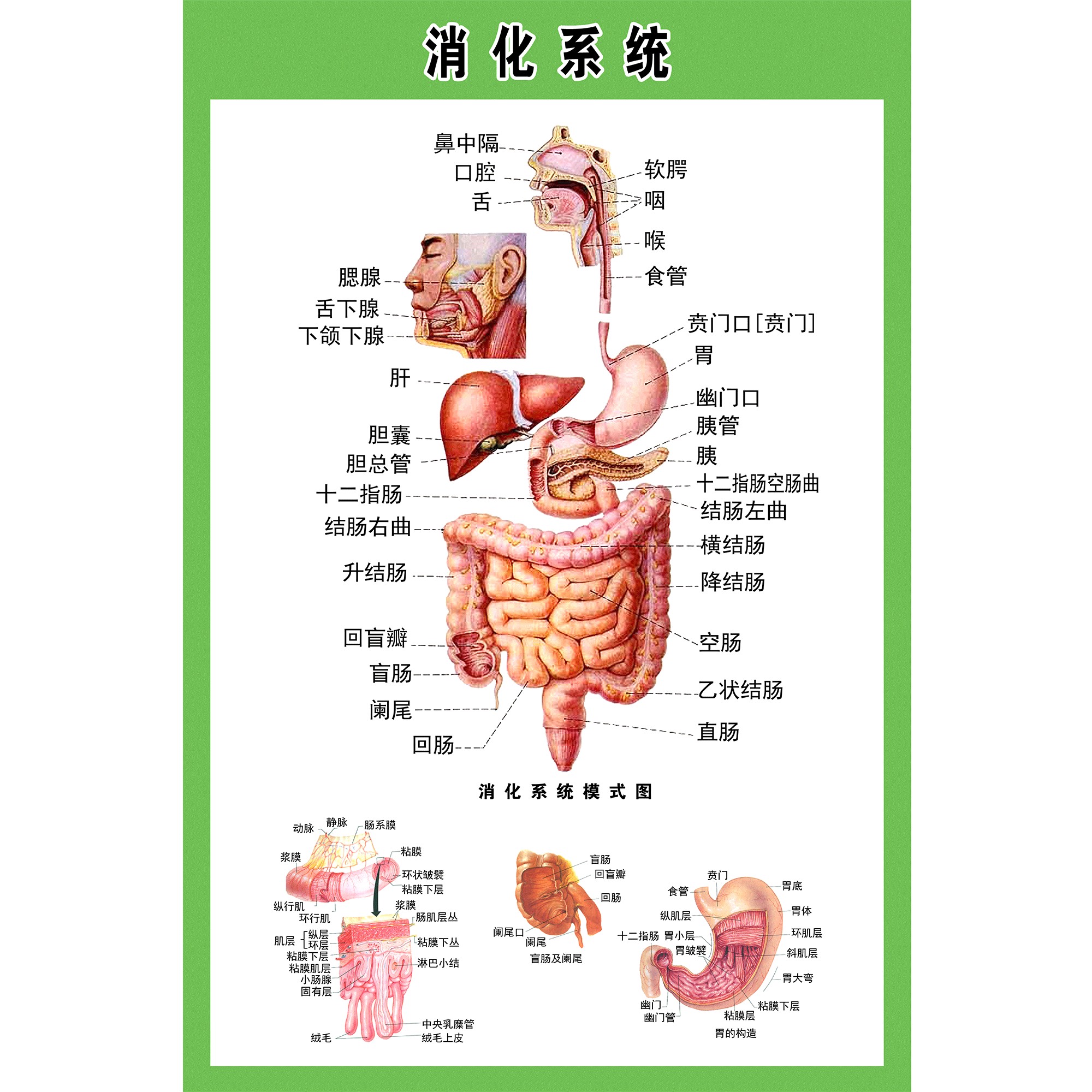 全新技能揭秘：如何学习和提高全身透视图的神奇技能？