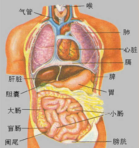 全新技能揭秘：如何学习和提高全身透视图的神奇技能？  第3张