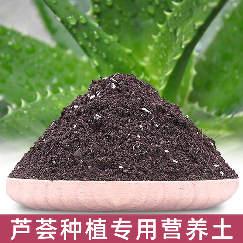 种植小白也能get！选对植物，给它们营造舒适家园，轻松养出绿植大作  第1张