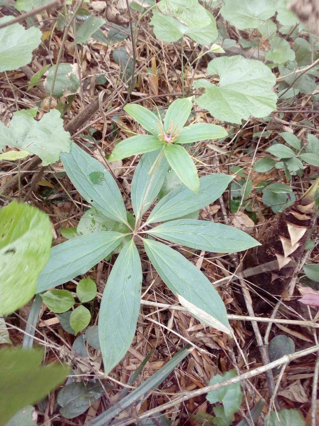 云中重楼：铁拳速度如闪电，防守坚不可摧  第4张