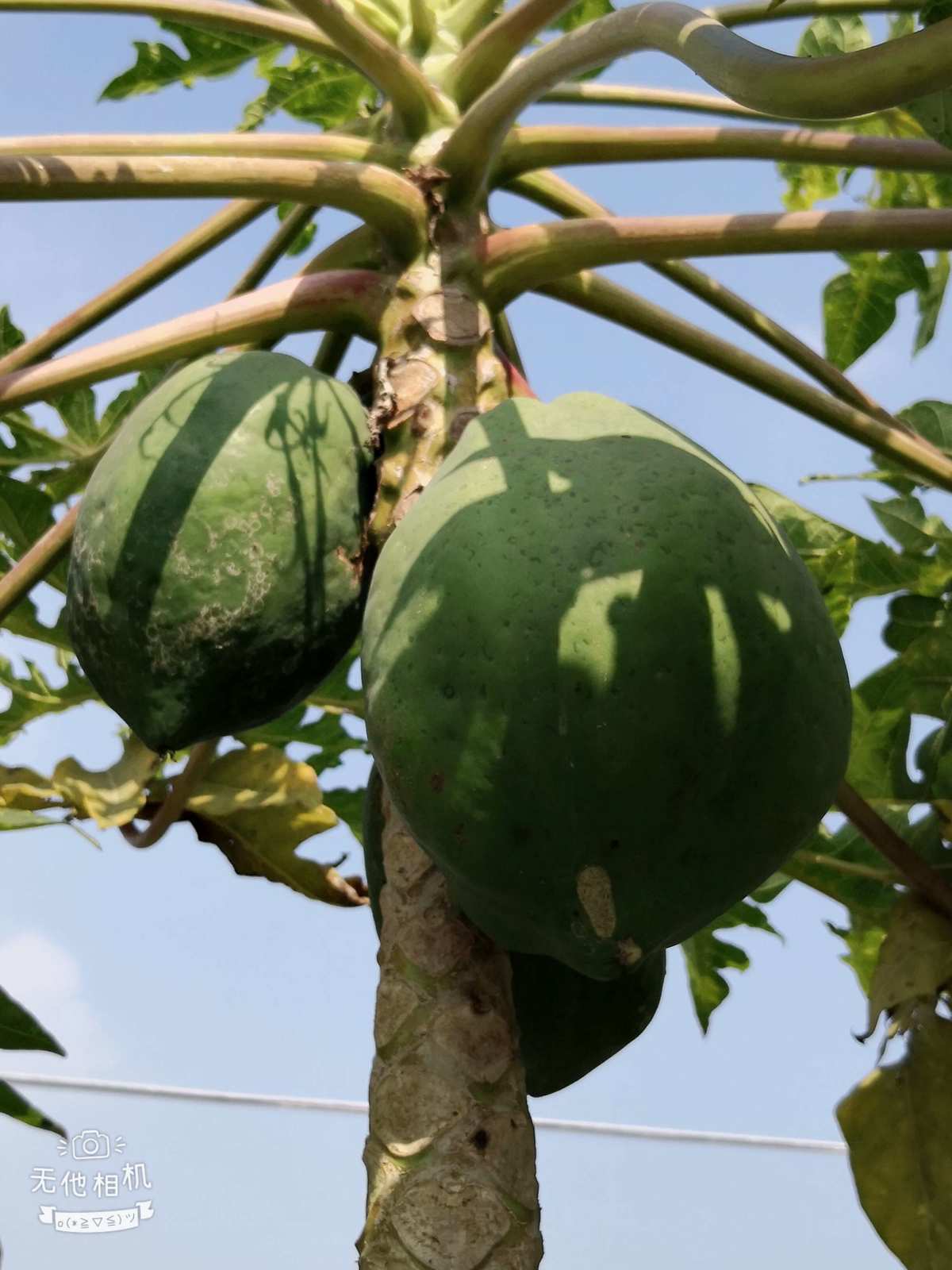 种植农场，生活不再枯燥  第3张