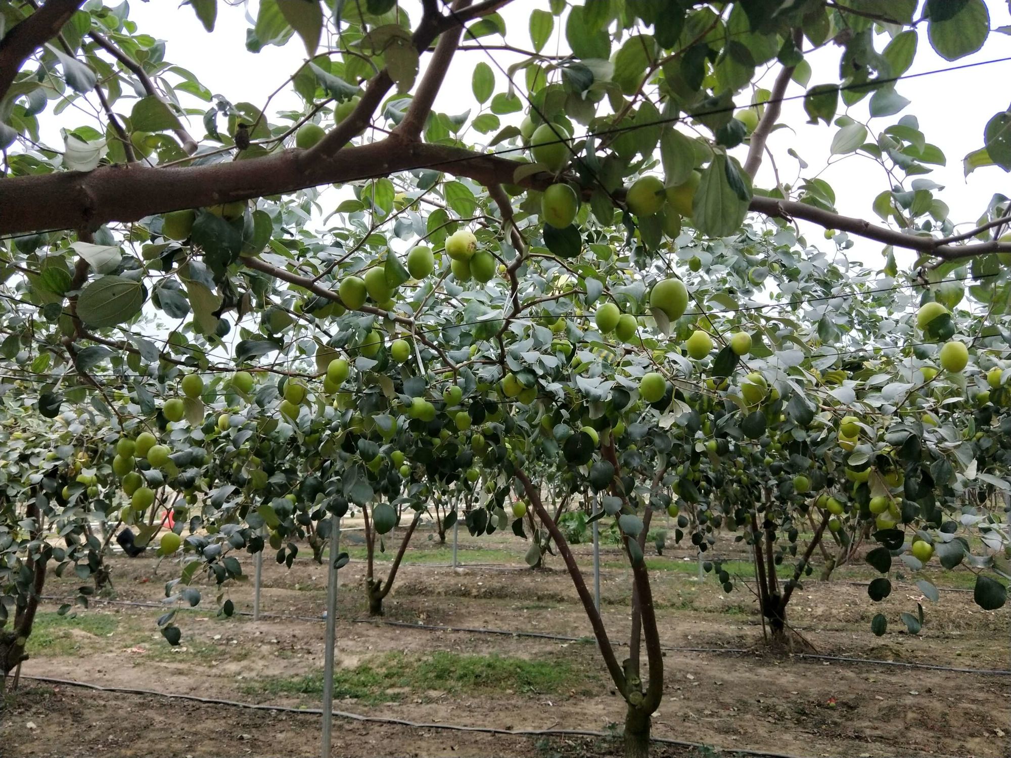 种植农场，生活不再枯燥  第4张