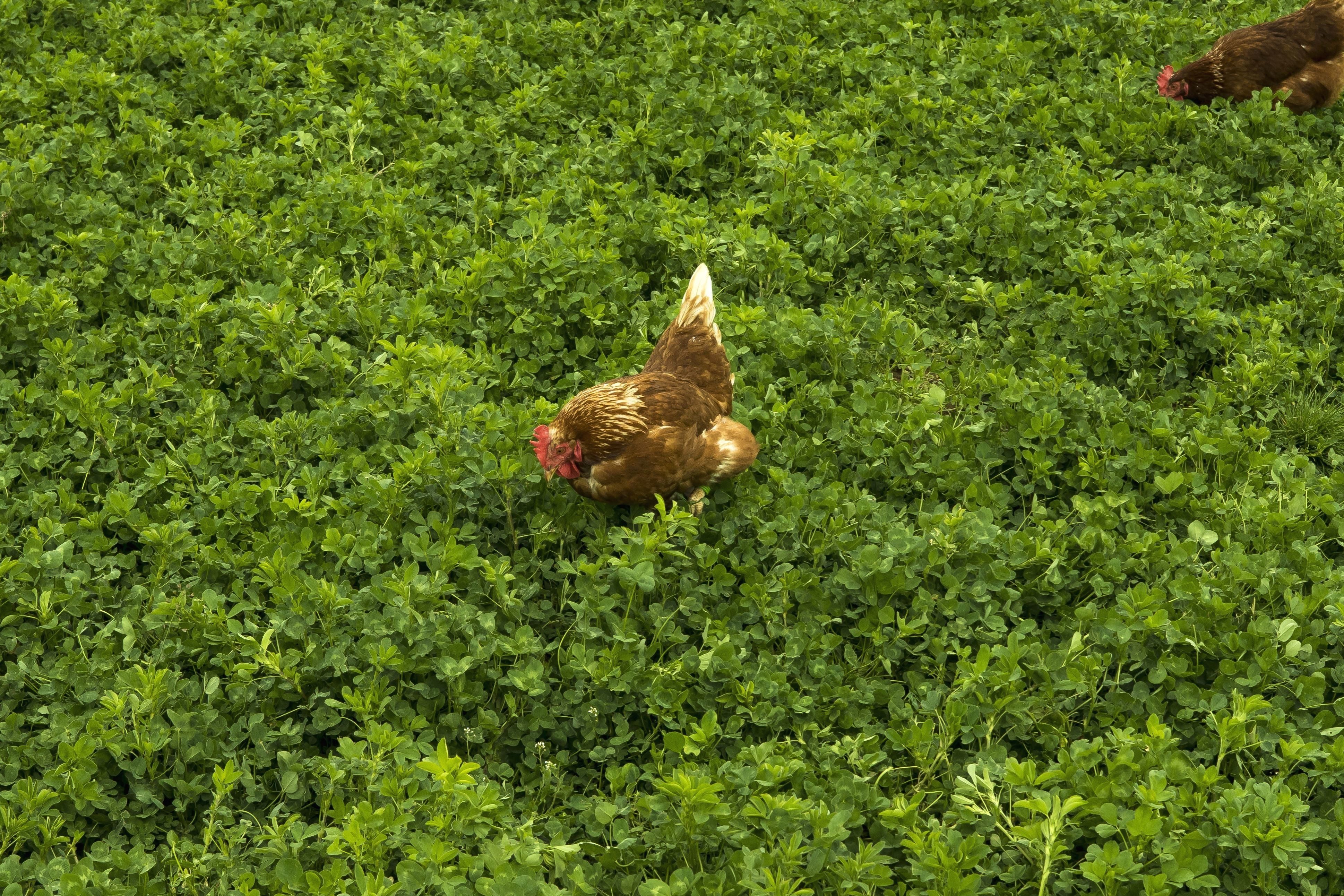 farmscapes 城市居民的农场奇遇：大自然的力量和农民的辛勤劳动