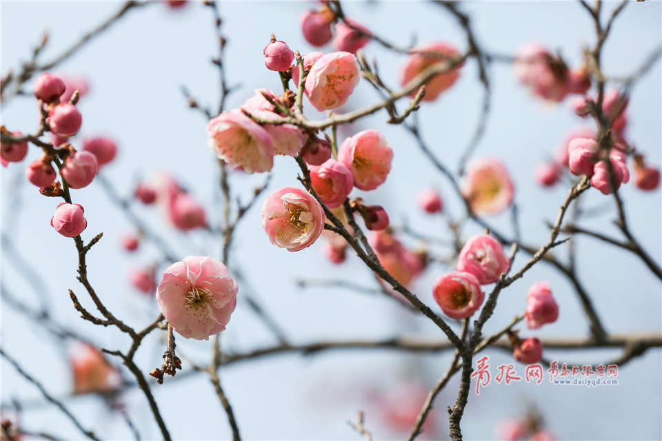 蜀门百花：花海绽放，攻击与治愈同在  第2张