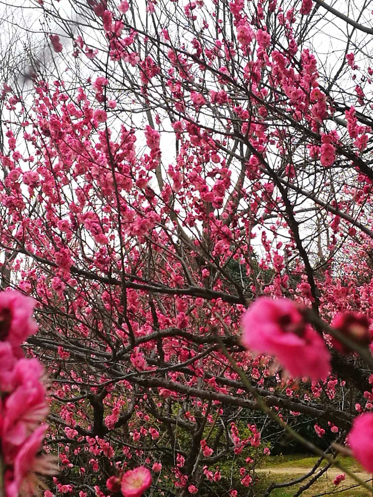 蜀门百花：花海绽放，攻击与治愈同在  第3张