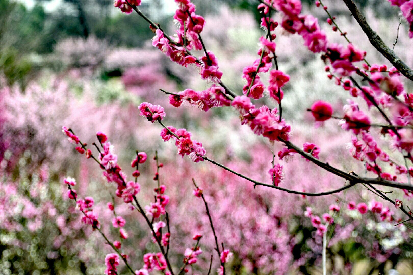 蜀门百花：花海绽放，攻击与治愈同在  第4张