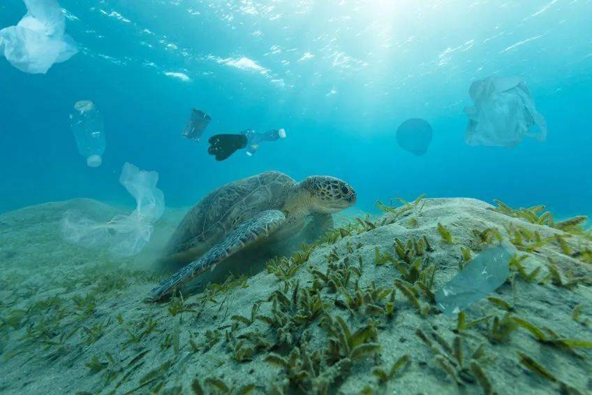 海豚眼中的海洋保护：三招教你成为海洋生态守护者  第4张