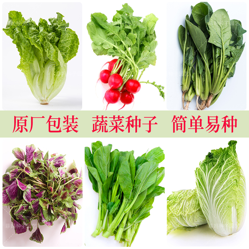 胡菜三国小分队：领袖胡萝卜 VS 智囊芹菜，谁才是真正的王者？  第3张