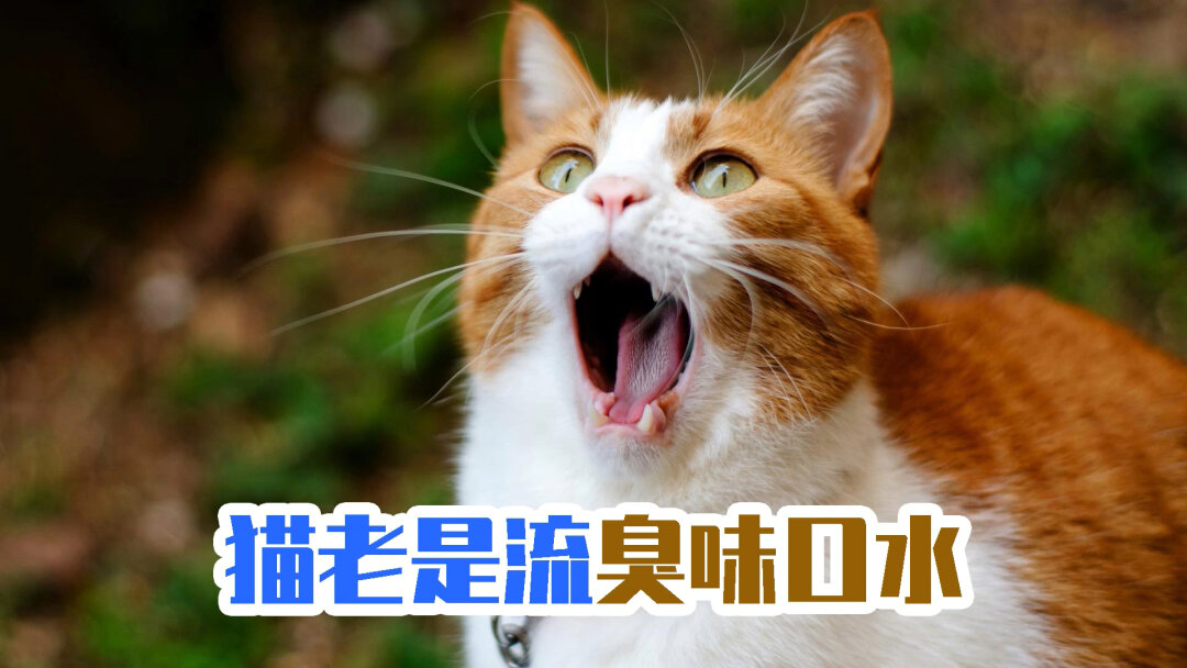 猫奴福利！斑斑猫A款 vs 斑斑猫B款，谁更香更给力？  第1张