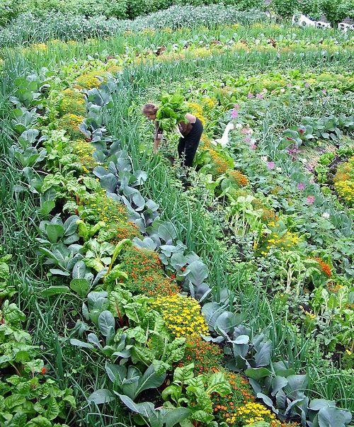 qq农场：种植乐园，友情共享  第2张