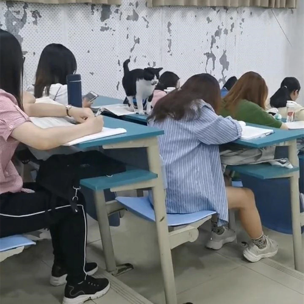 学霸学习秘籍：如何轻松高效地成为学霸  第5张