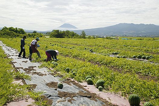 qq农场大赚特赚：种植稻谷VS西瓜，哪个更赚钱？  第2张