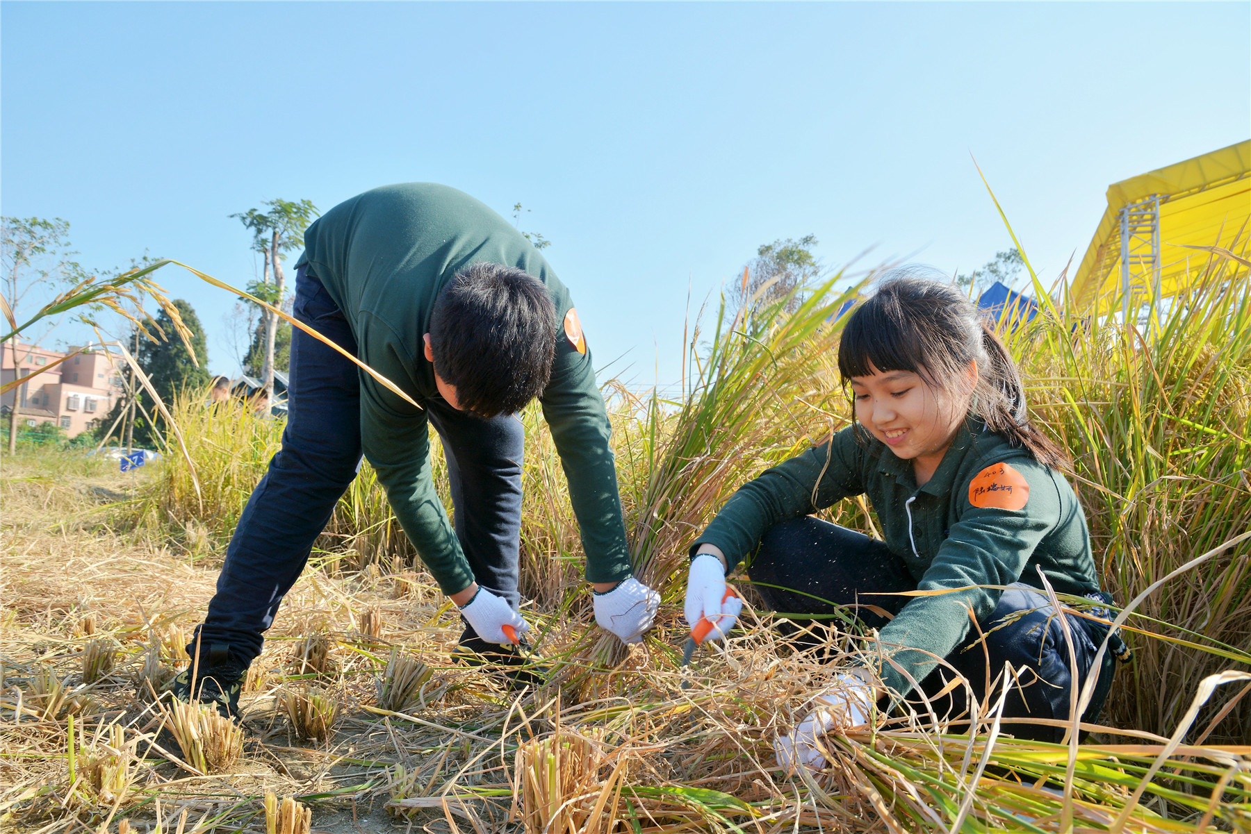 乡村警察：收割麦田、制服盗匪  第5张