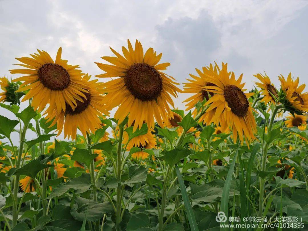 采药师的探险之旅：花海宝藏引发的惊喜与收获  第2张